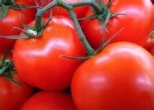 5%~20% Lycopene Powder Tomato Extract Powder For Antioxidant