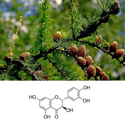 CAS 480-18-2 HPLC Taxifolin Dihydroquercetin Powder
